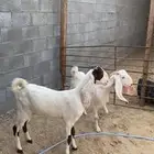 ثنيه - ورباع   دفيع شرط ثلاث اشهور - سونار