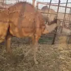 قعدان