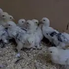 صيصان براهما كولمبي