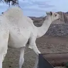 حشوان للبيع