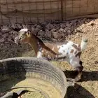 قزميه معها بنتها ومقرعه