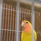 للبيع ذكر روز