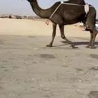 ضروبه مجهم