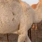 للبيع قعود حق كفو