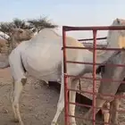 البيع ابل العداد 8