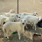 رخال ذبايح حريه