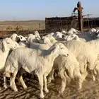 غنم مقاني صنف