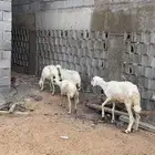 نعاج عدد 5