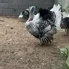 بيض رومي للبيع