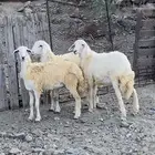 رخال جذعات فل شحم واطراف