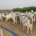 ماعز بيشي