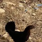 دجاج بلدي انتاج تحضين