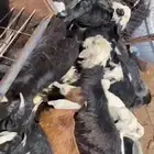 بهم طليان وتيوس وحفار