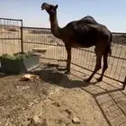 ناقه عشرا للبيع
