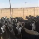 معزة للبيع العدد 40
