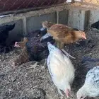 فروخ دجاج