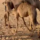 قعدان