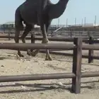 قعود ثني باكستاني مزاين