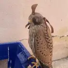 باشق وحش طرح اليوم