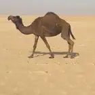 تم البيع