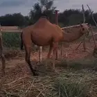 بكره ساحليه جنب