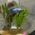 3 اسماك فايتر