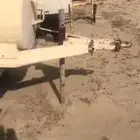 للبيع تانكي قلص أمريكي