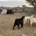 تيس عارضي سمين