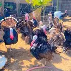 بيض رومي مخصب الوان فاخرة