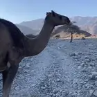 خلفه حمرا تحتها رابعها قعود مجموع ب الحليب واديب