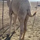 حاشي فاخر حليب