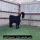 جذع عارضي طيب ( تم البيع )