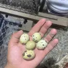 بيض سمان تكساس العملاق 50  الطبق