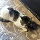 قط للبيع نفتح السوم الموقع النعريه بدون توصيل