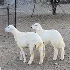 رخال شحم وشعره