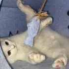 قط شيرازي ذكر