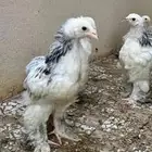 صوص