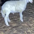 للبيع خروف حري