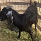 جفرة شاميه دافع