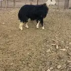 خروف فحل نجدي صنف