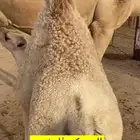 البيع بكره على حليب أمها وعلى علف نظايف
