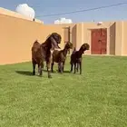 للبيع جفرات شوام دهم ومطورات بيض
