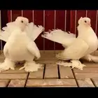 (( اناثي كرنقو ابيض صك))
