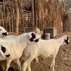 سواكن للبيع خرفان عدد 13 نظيفة