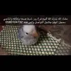 فرخ روز