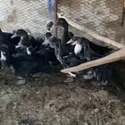 فروخ بط مصري