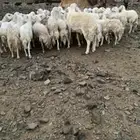 للبيع غنم صنف