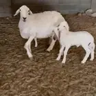 شاتين والد شرط