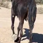 ناقه حايل كفو