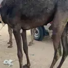 بكره كفو مفروده بلدي للبيع